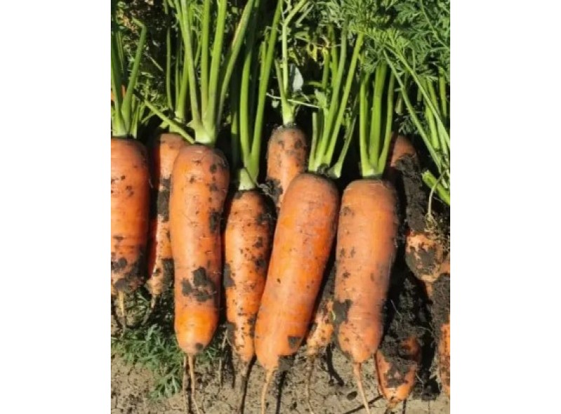 Милана F1 - семена моркови, 25 000сем., Libra Seeds Милана F1 - семена моркови, 25 000сем., Libra Seeds